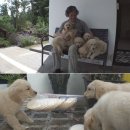 동물농장 이미지