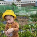 (텃밭/특활)🥕당근이요~/영어 이미지