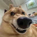 가자 이미지