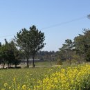 색달동-22 | 3월 제주도 여행 유채꽃 명소 모음