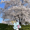 서울중앙교회 개방화장실 | [정보] SK인천석유화학 벚꽃동산 개방 일정(입장시간, 주차, 편의시설, 포토존 등)(4. 8. 방문)