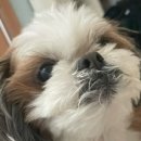 몽몽이발소 이미지