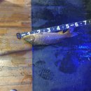 낭만물고기실내낚시카페 이미지