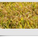 고래불권역마을 이미지