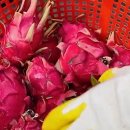 (주)제이슨생활건강 | 동네한바퀴 344회 제주국제학교 SJA 영어 선생님 제이슨 킹 홍용과 농장 부영농원