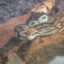 고양 로봇박물관 이미지