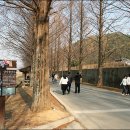 국도24호선가로수 이미지