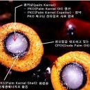 탁월한 항암작용의 레드팜오일(red palm oil)과 레드팜짐(천연숙성 레드팜오일)의 놀라운 효능 (3) 이미지