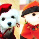 천사섬 동물병원 이미지