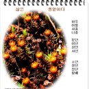 한라산 향나무솔이끼, 제주도 산딸나무, 제주도 호자나무 이미지