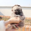 내 품안의 반려견 이미지