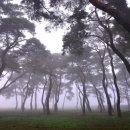 솔밭공원2 이미지