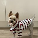 뷰티독스
