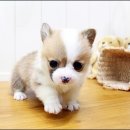 해피캣타운 고양이강아지 서울충무로점 | 산본강아지분양 샵에서 만난 이쁜 우리 댕댕이