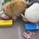 돌봐줄개 이미지