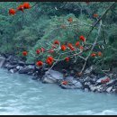 샐리가든 이미지