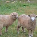 상관목장 이미지