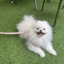 멍멍이천국 이미지