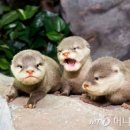 롯데월드아쿠아리움 이미지