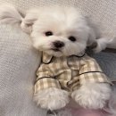1040 이미지