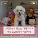 독산유치원 | 놀면 뭐하개 서울애견카페 :: 독산애견유치원 독산강아지유치원 후기