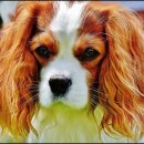 천호동물병원 이미지