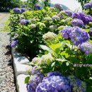 서호동-44 | 6월 통영 가볼만한곳 광도천 수국축제 6월 4일 방문 후기