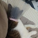 고양이묭실 | 고양이미용 시기별 체크 (털갈이 시즌) 꿀팁 [feat.고양이묭실]