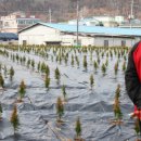(주)엘에이치시