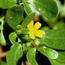 쇠비름 ~ 효소 만드는법 이미지