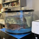 뜨라레해물모듬짬뽕전문점 | 종각 맛집, 코미도리 종각점에서 도미정식 코스요리 먹어본 후기!