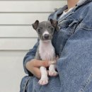 오독안심분양센터 강아지분양 고양이분양 광주점 이미지