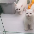펫피플뉴코아