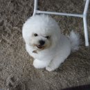 도그럭스 이미지