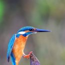 "Leg press". Common Kingfisher 이미지