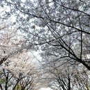 개화산 자락길 | 개화산 정상 전망대벚꽃 서울근교등산 추천