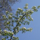 4주만의 맑은날씨속에 광릉숲 봄꽃 탐방 (2021.4.10.토) 이미지