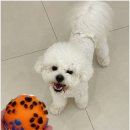일산애견호텔 강아지 유치원 미용 맘바이 일산점 | 일산애견유치원/직장인의 고민 해결! 일산애견호텔 강아지유치원 미용 맘바이 일산점 이용 후기