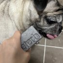 샴푸하는 강아지 이미지