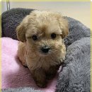 멍벤져스 이미지