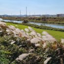 성환천 억새길 이미지