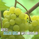 아침마루와이너리 이미지