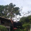 커피와소나무 이미지