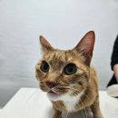 스마트동물병원 군자점 이미지