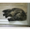 포레스트캣 이미지