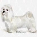 성남애견 이미지