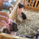 김수하농장 네이버블로그