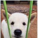 강아지이야기 이미지