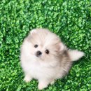 서울강아지분양 서울강아지입양 서울강아지책임분양 강남강아지분양 송파강아지분양 마포강아지분양 광진구강아지분양 성동구강아지분양 중랑강아지분양 이미지