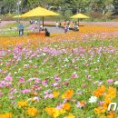 장성황룡강노란꽃잔치 축제장3 이미지